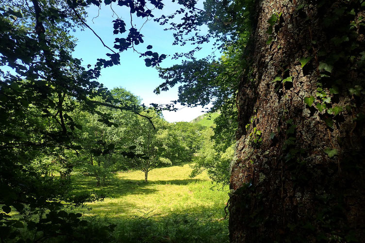 Petite trouée dans la forêt.