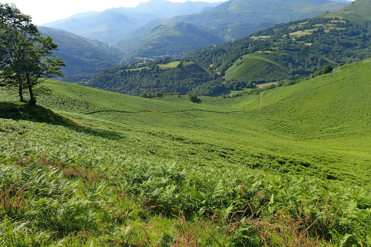 L'accès au Béout se fait aussi par ce sentier qui vient d'Ossen.