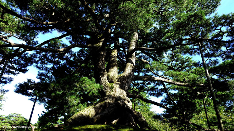 Arbre séculaire, Kenroku-En, Japon