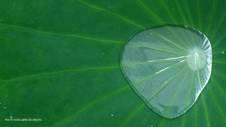 Transparence, Japon