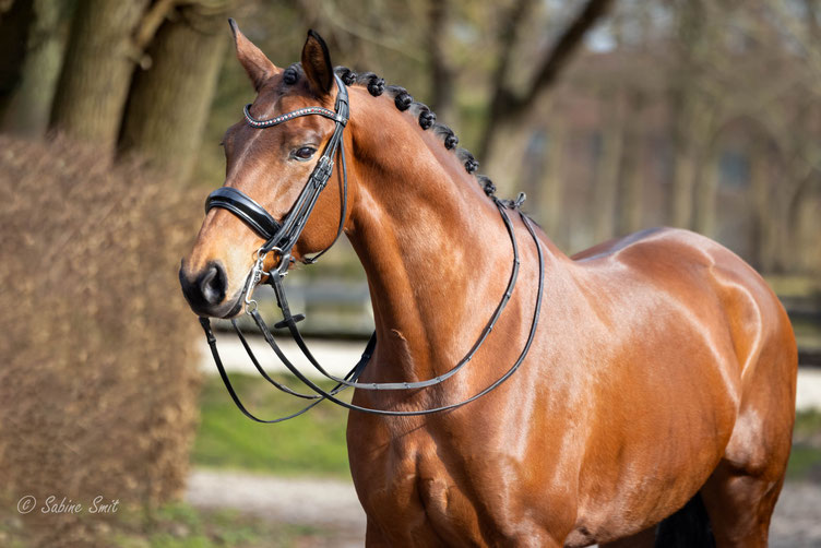 Cavalo's Layla