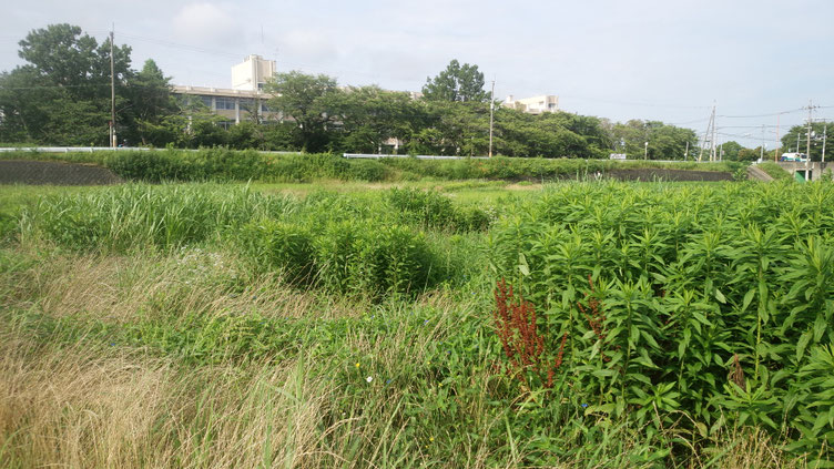 ２０１９年　夏、大阪府立交野高校の横にある休耕地を2か所ラッキーにも借りることが出来ました。　交野高校の横に、貸農園、水田などが広がっています。