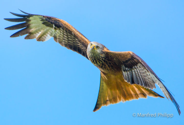 Raubvogel
