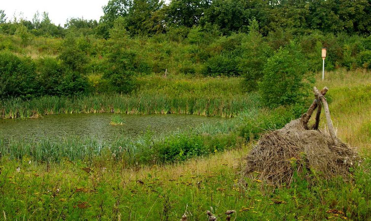 Ringelnattern-Bruthaufen am Teichufer