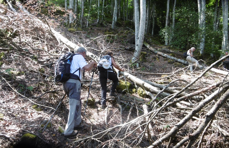 surprise :  de l'escalade forestière