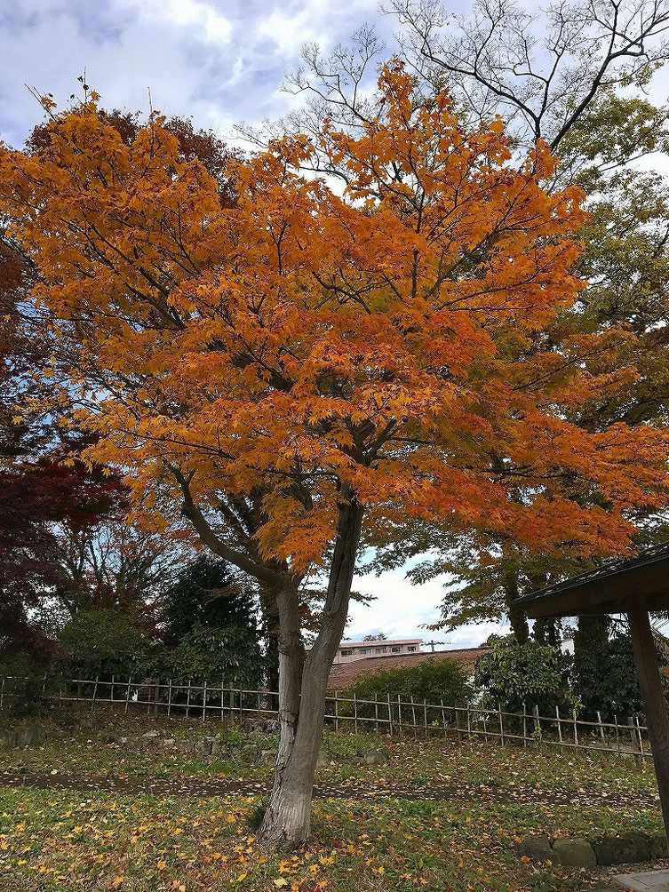 「松明あかし」でも有名な翠ヶ丘公園は紅葉が美しい