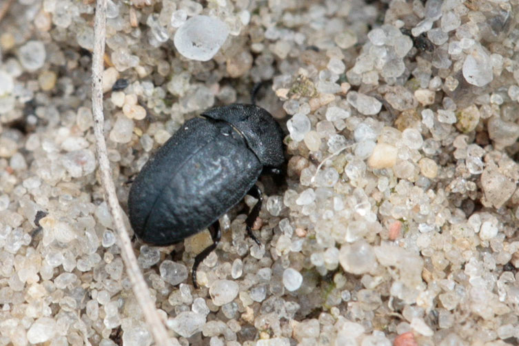 Melanimon tibiale aus der Familie der Schwarzkäfer ist nur 3 - 4 mm groß und kommt auf Sandböden vor.