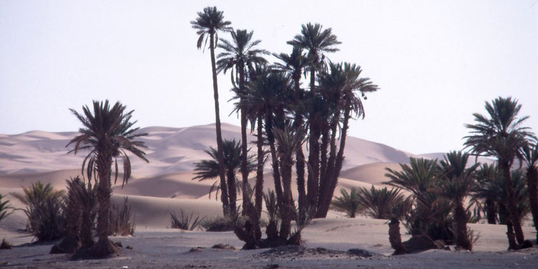 2001 DÜNENGEBIET *ERG CHEBBI*