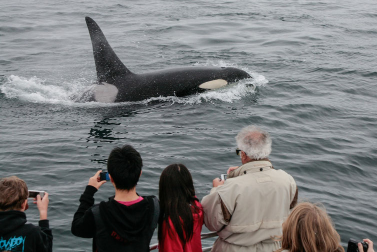 Mit etwas Glück kommen die Orcas ganz nah für ein Foto ans Boot heran.