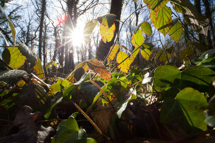 test objectif laowa 15mm  pour illustration blog Patrick  goujon