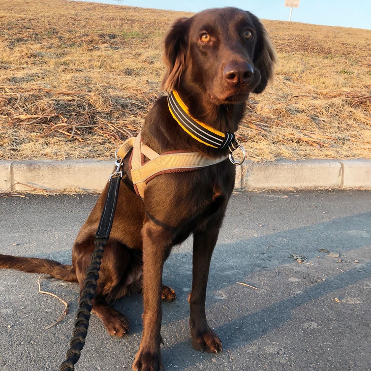 【レビュー】NONSTOP DOGWEAR FREEMOTION HARNESS 「イヌとはしる」Bikejoring&Canicross