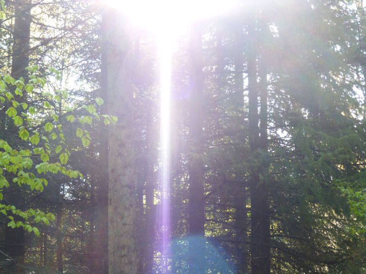 Ich bin der Morgenstrahl der Güte 3, Quelle: www.lichtwesenfotografie.com