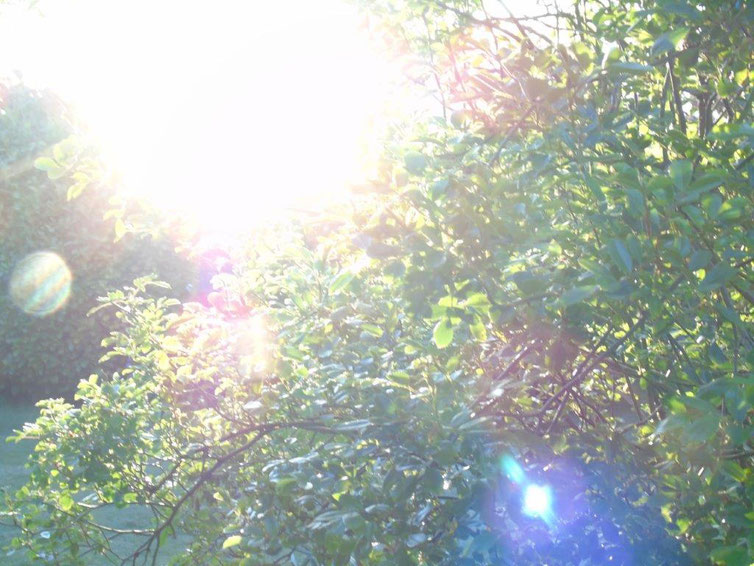 Ich bin das göttliche Morgenlicht, Quelle: www.lichtwesenfotografie.com