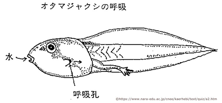 「おたまじゃくし」 ©https://www.nara-edu.ac.jp/cnee/kaerhebi/text/quiz/a2.htm