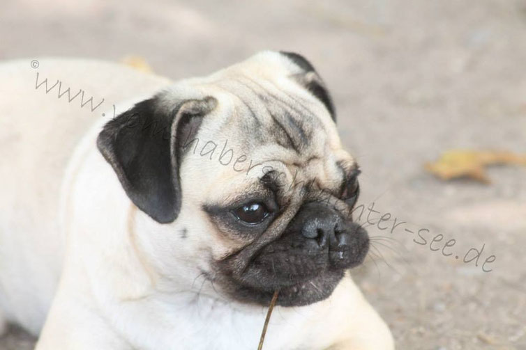 Entwicklung unserer Mopszucht Mops vom Haberschlachter See