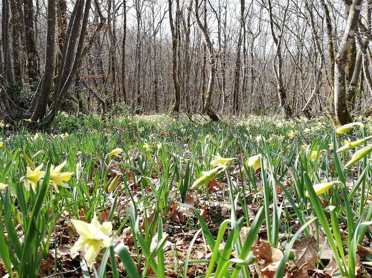 Wilde Narzissen, genannt Jonqilles im Wald von Plottes