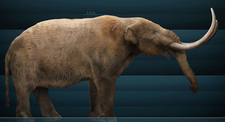 Graphical reconstruction of Mammut americanum based on bony structure and paleontological texts by Sergiodlarosa.  Wikimedia Commons.