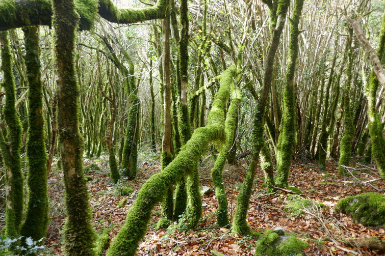 photo 30 : raccourci, genre "Petite Amazonie"