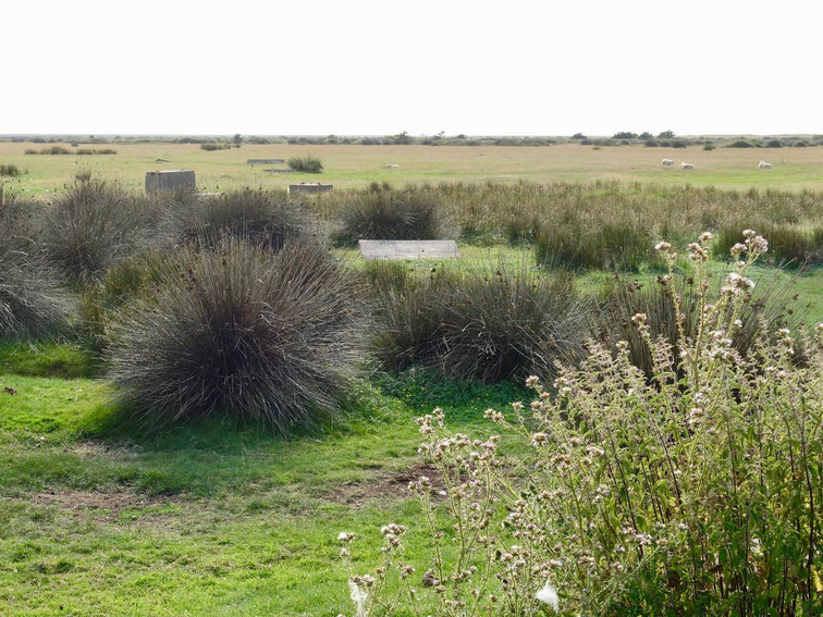 Northam Burrows Country Park Devon