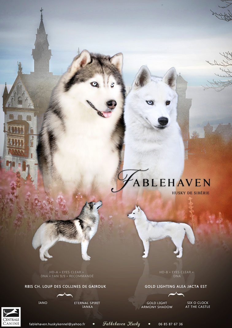 chiot pure race husky portée à vendre
