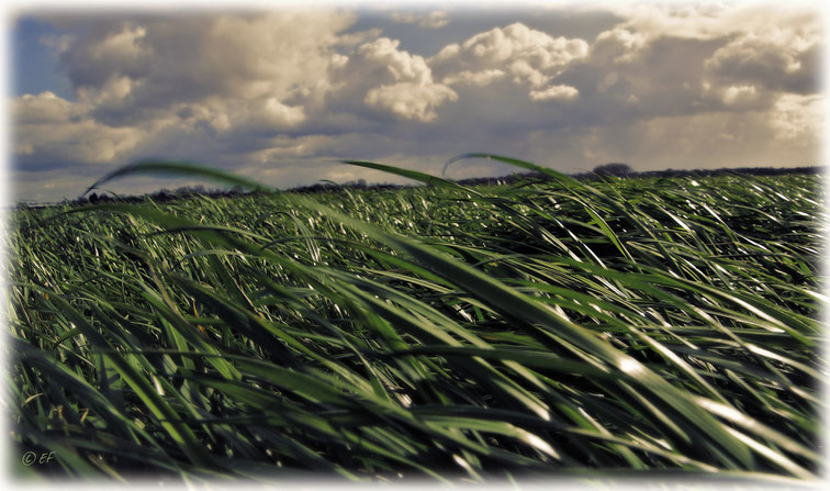 Gras, das sich im Wind wiegt