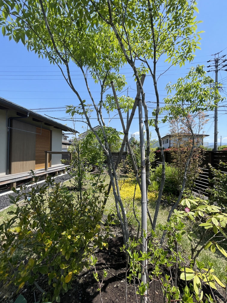 長野県　松本市　安曇野市　建築設計事務所　建築家　news設計室　丸山和男　住宅設計　外構植栽　穂高の家Ⅰ