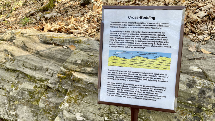 This outcrop features an excellent example of cross-bedding, a sedimentary structure that records the direction of ocean currents at the time the sediment was originally deposited.