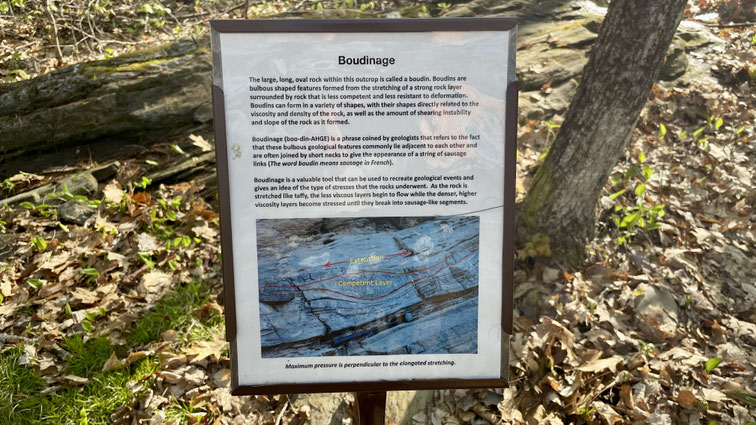 This outcrop contains long, oval rocks called boudins. Together, these boudins form what is called boudinage, a sausage-like rock structure caused by the stretching of a strong layer of rock surrounded by a weaker, less stress-resistant rock.