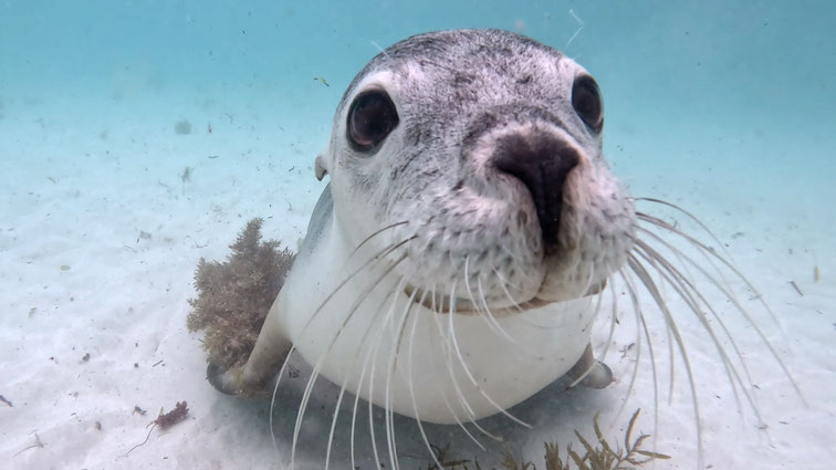 アシカツアー　ジュリアンベイ
