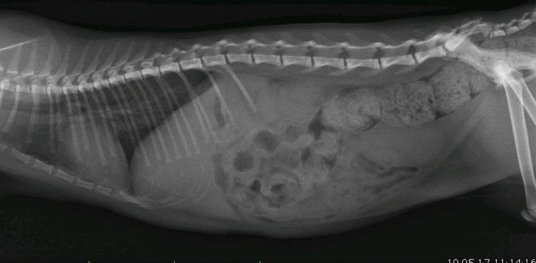 Meine Katze hat einen Schwanzabriss. Was mache ist jetzt? - gaertner ...