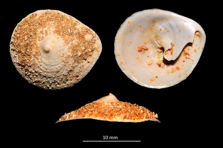 Calyptraea chinensis var. taurostriatellata, Miocene dell'Aquitania