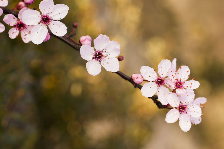 Bloesem tegen de ondergaande zon in zorgt voor bokeh