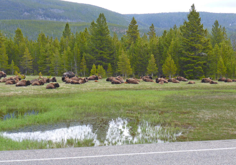 Bison herd at Yellowstone