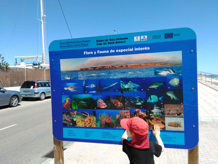 Un niño observa atento el mapa de fotos de las especies marinas que se pueden encontrar en Dénia