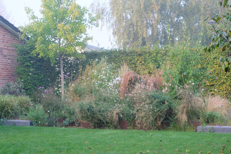 dieartigeGARTEN // Nebel im Herbstgarten - Wildes Steppenbeet + Buchenhecke + Ahorn