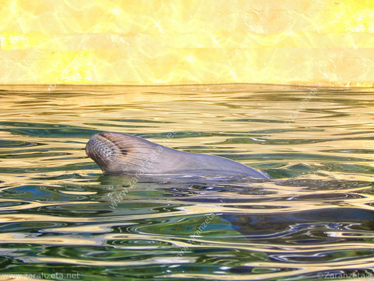 Robbe auf dem Rücken schwimmend im Wasserbecken