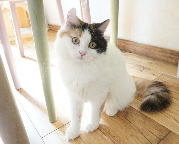 マンチカン、男の子、レッド＆ホワイト、ロングヘアー、短足
