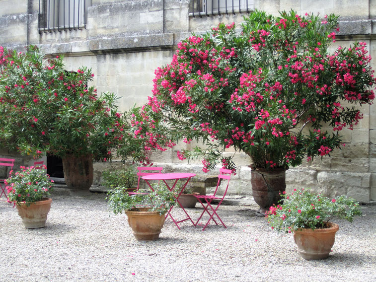 Bild: Les Jardins de l´Abbaye Saint André in Villeneuve-lès-Avignon 