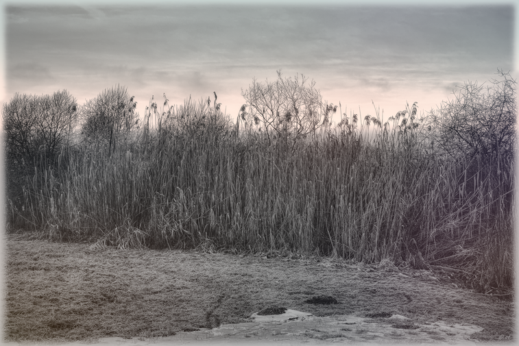 Winterlook des Schilfgrases (B&W)