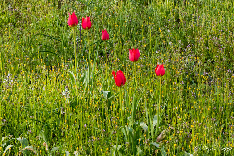 Tulipano agenensis.
