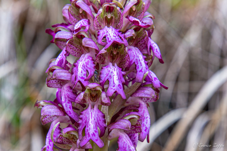 Fiori di Barlia Robertiana o Himantoglossum Robertianum.