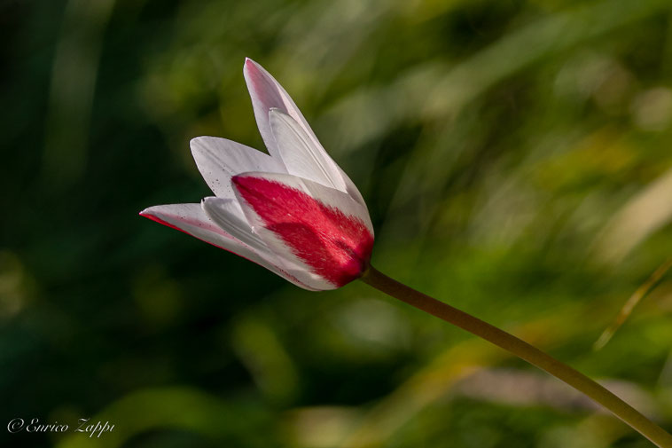 Tulipano di Clusius.