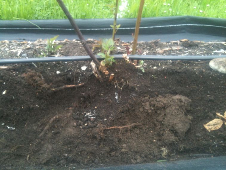 Herbst 2012. Die Brombeeren können in diesem "pappigen" Boden keine Feinwurzeln mehr bilden. Sie ersticken quasi im geschädigten Boden unter dem Bändchengewebe.