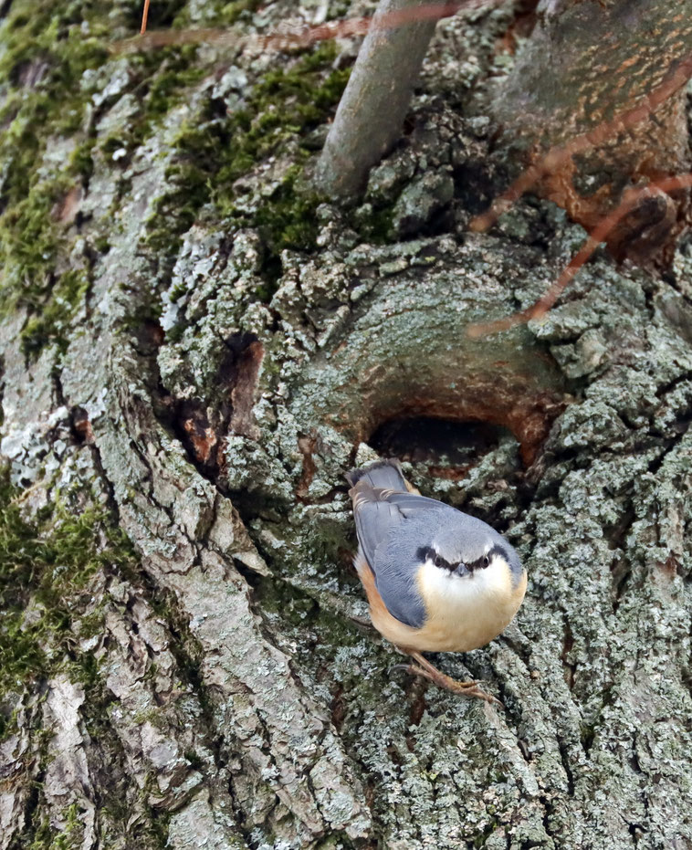 Kleiber