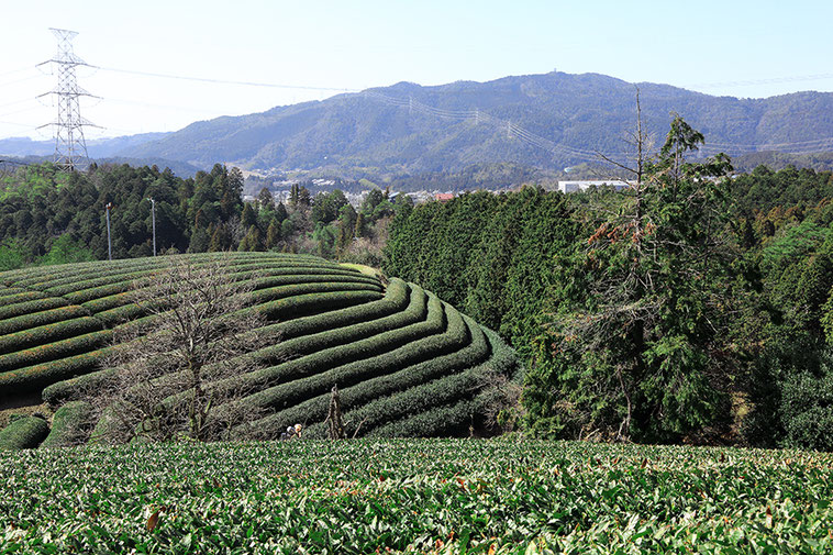 The History of Japanese Green Tea Ujitawara The Hometown of Green tea