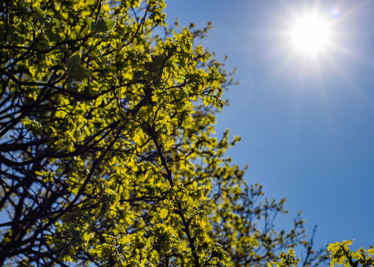 Mit dem Frühling beginnt das astrologische Jahr
