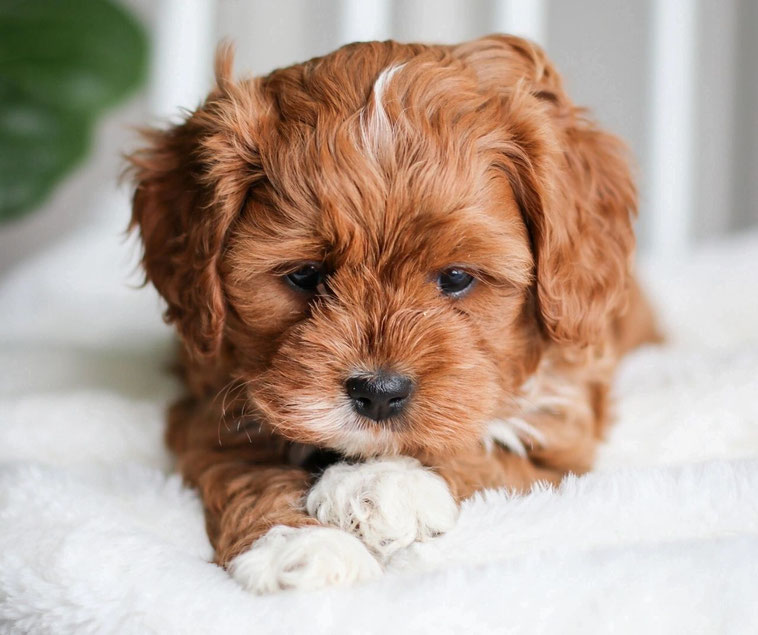 CAVAPOO maltipoosausbayern