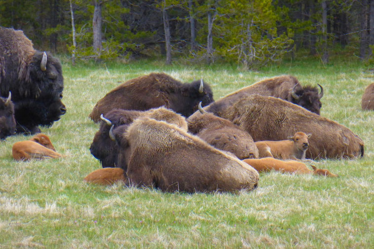 Bison at Yellowstone with calves