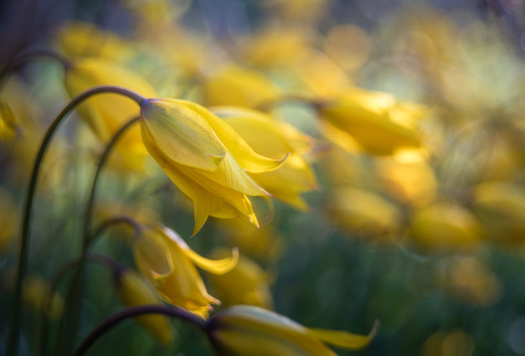 Wilde Tulpen mit Vintage Objektiv fotografiiert