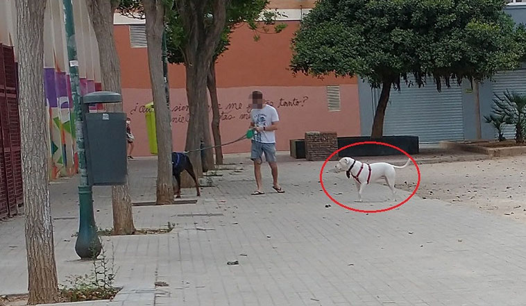 Perros sueltos y sin bozal, heces sin recoger y suciedad y peligro para la salud en la Ciudad de Valencia.